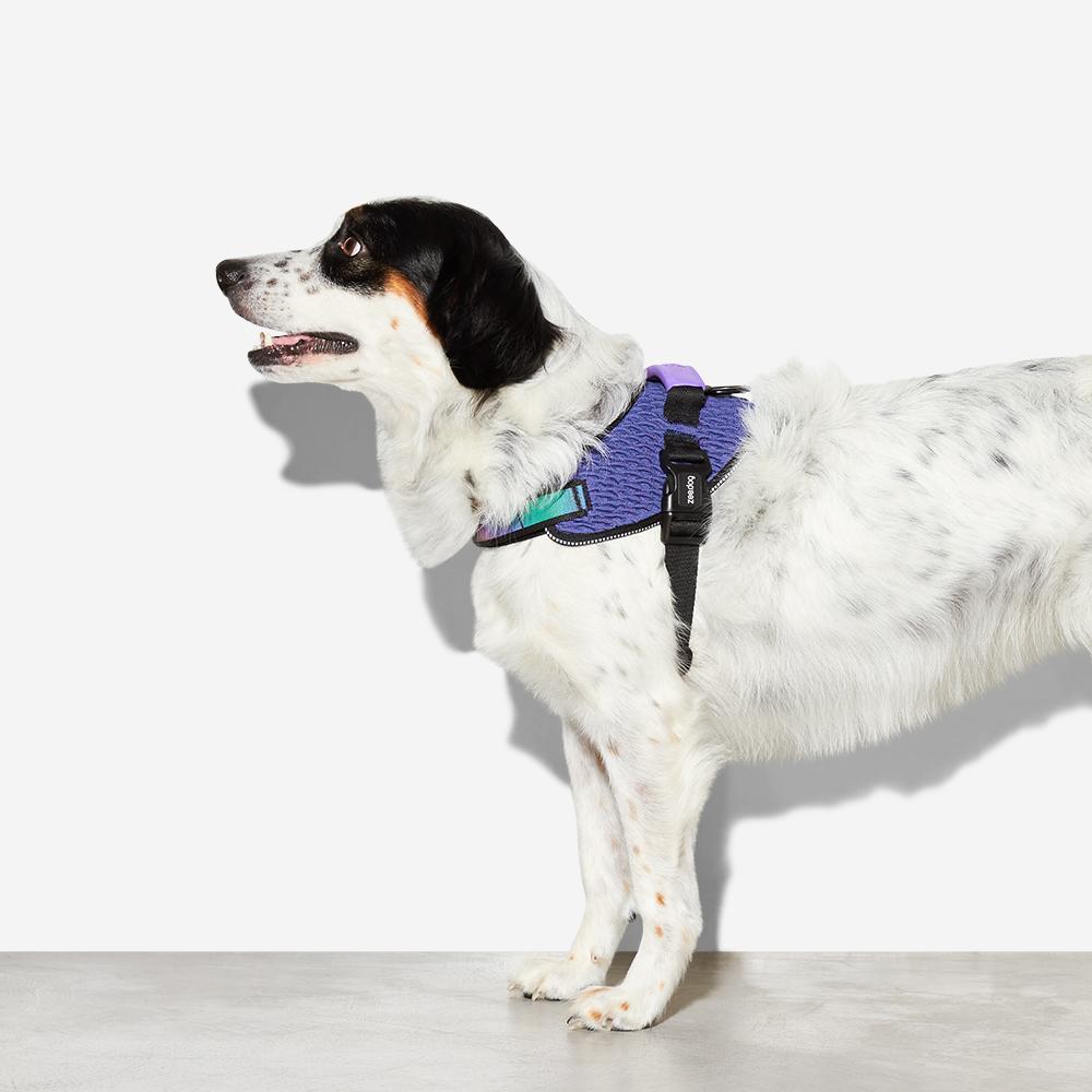 Zee.Dog Wicked FlyHarness Köpek Göğüs Tasması Nedir?