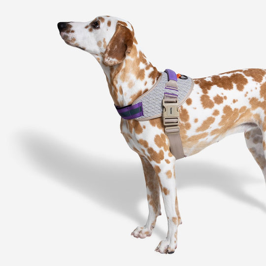 ACG FlyHarness Göğüs Tasması - Zee.Dog