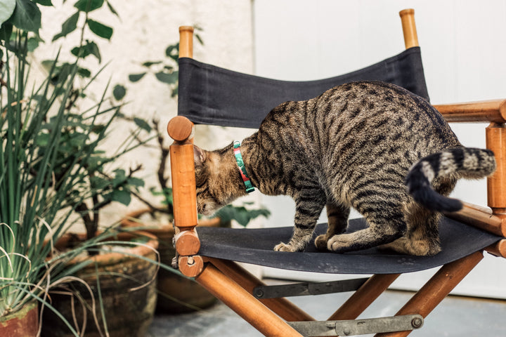 Bali | Kedi Tasması