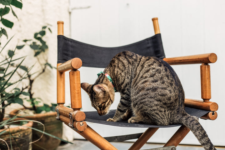 Bali | Kedi Tasması
