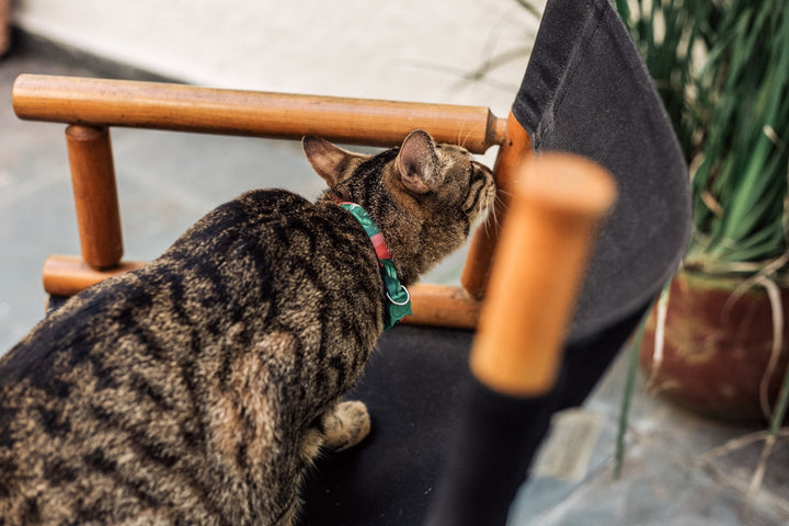 Bali | Kedi Tasması