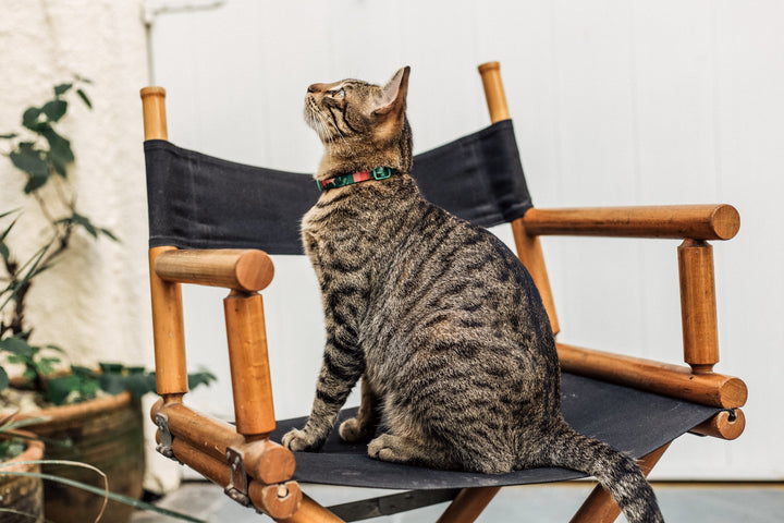 Bali | Kedi Tasması