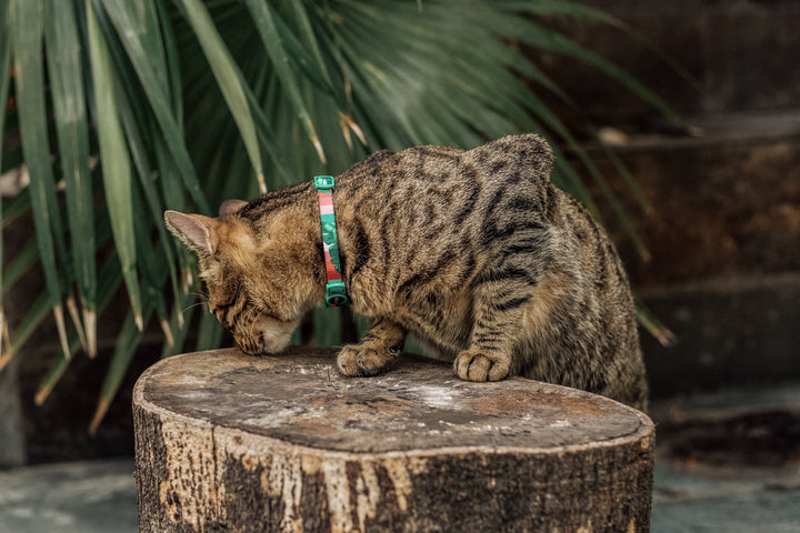 Bali | Kedi Tasması