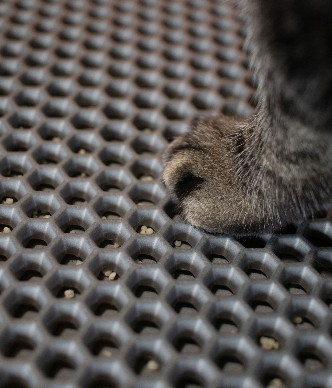 Cansei de Ser Gato – Kedi Kumu Toplama Paspası - Zee Cat