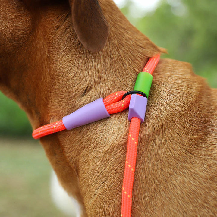 Everest Slip-N-Lock Gezdirme Tasması - Zee.Dog