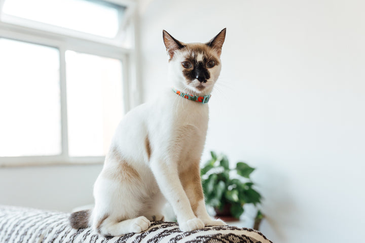 Florida | Kedi Tasması