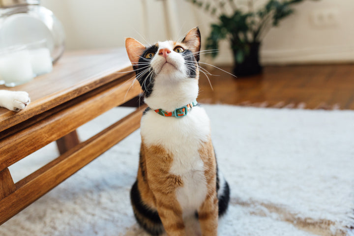 Florida | Kedi Tasması