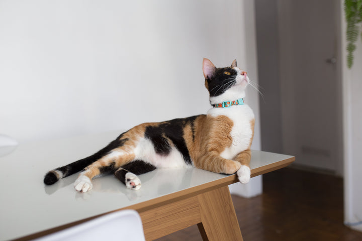 Florida | Kedi Tasması
