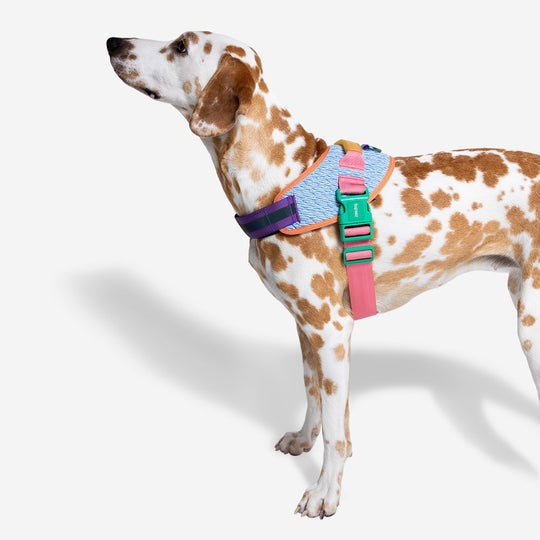 Galaxy FlyHarness Göğüs Tasması - Zee.Dog