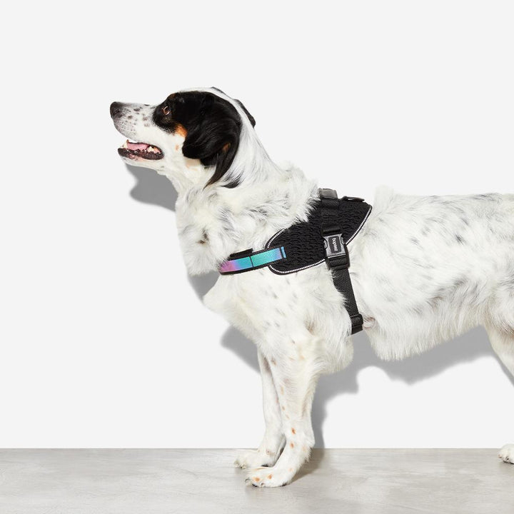 Gotham FlyHarness Göğüs Tasması - Zee.Dog
