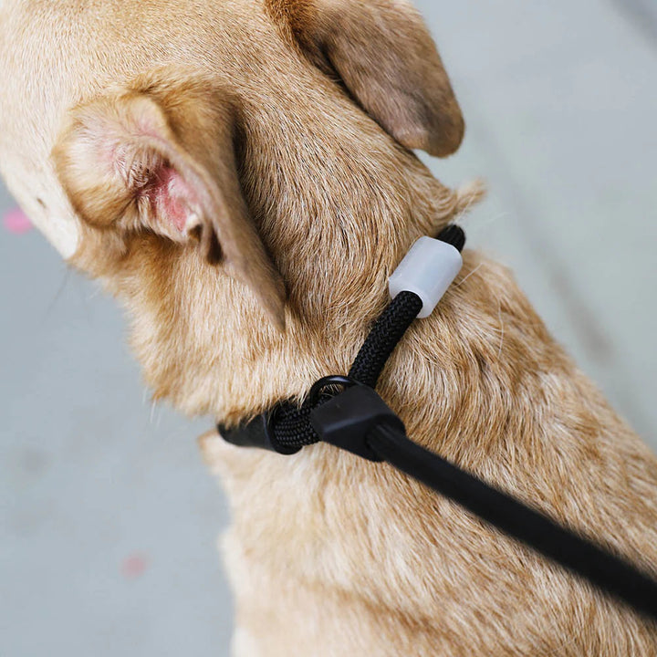 Gotham Slip-N-Lock Gezdirme Tasması - Zee.Dog