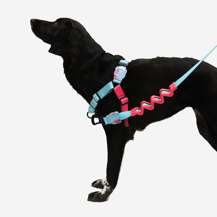 Hydra Soft Walk Göğüs Tasması - Zee.Dog