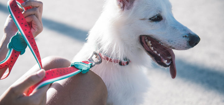 Lola Gezdirme Tasması - Zee.Dog