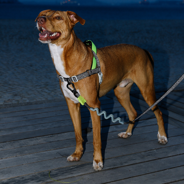Nox Ruff Gezdirme Tasması - Zee.Dog