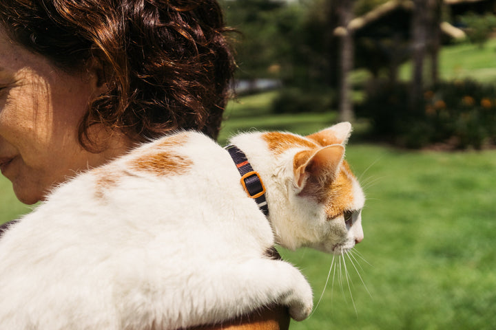 Patagonia | Kedi Tasması