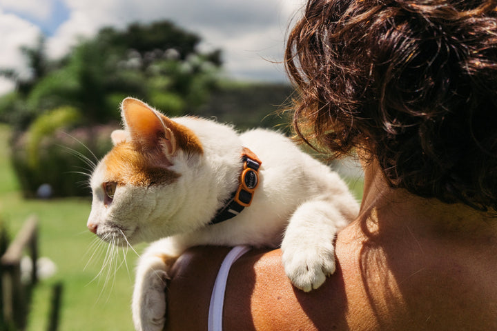 Patagonia | Kedi Tasması
