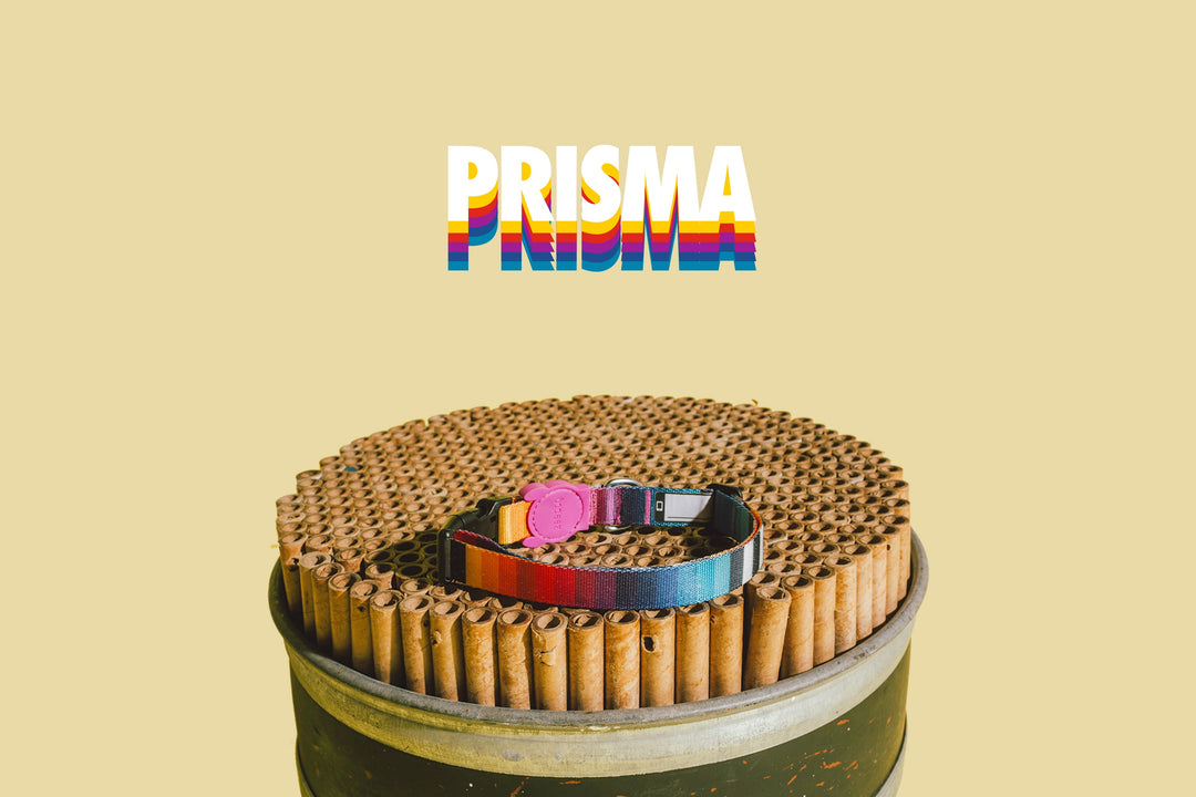 Prisma Boyun Tasması - Zee.Dog