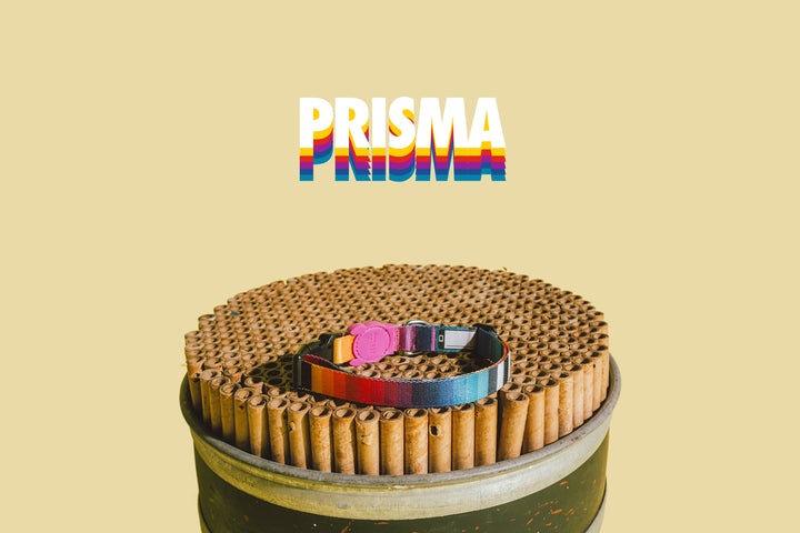 Prisma Boyun Tasması - Zee.Dog