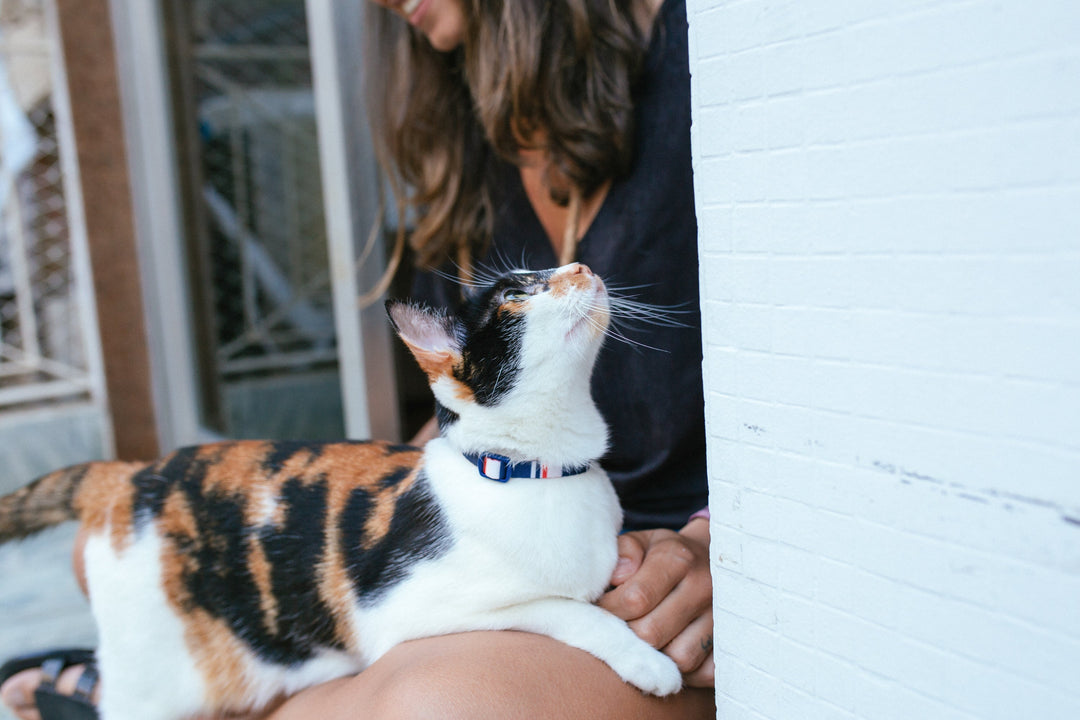 Rocket | Kedi Tasması