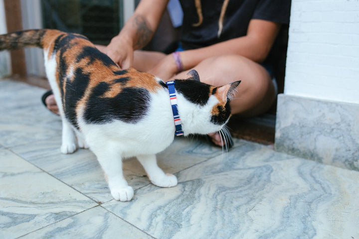 Rocket | Kedi Tasması