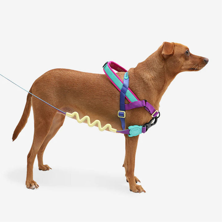 Shockwave Softer Walk Göğüs Tasması - Zee.Dog
