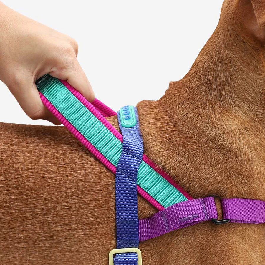Shockwave Softer Walk Göğüs Tasması - Zee.Dog