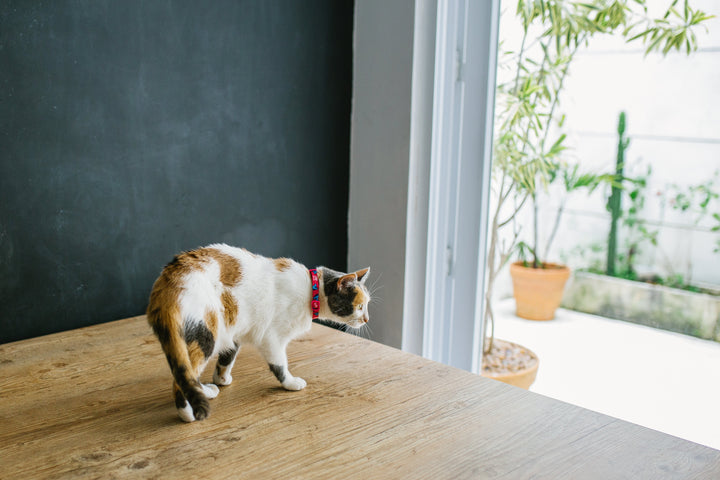Uni | Kedi Tasması