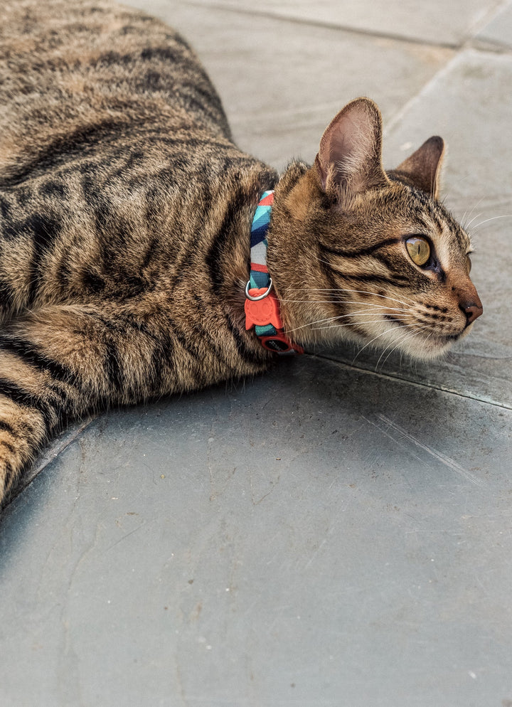 Zee.Cat - Ella Kedi Tasması