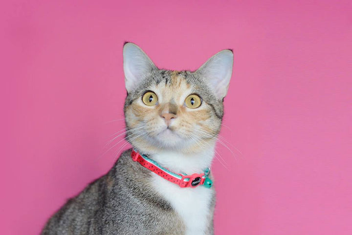 Zee.Cat - Lola Kedi Tasması