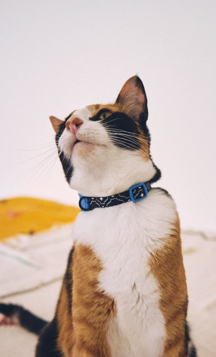 Zee.Cat - Mahleb Kedi Tasması