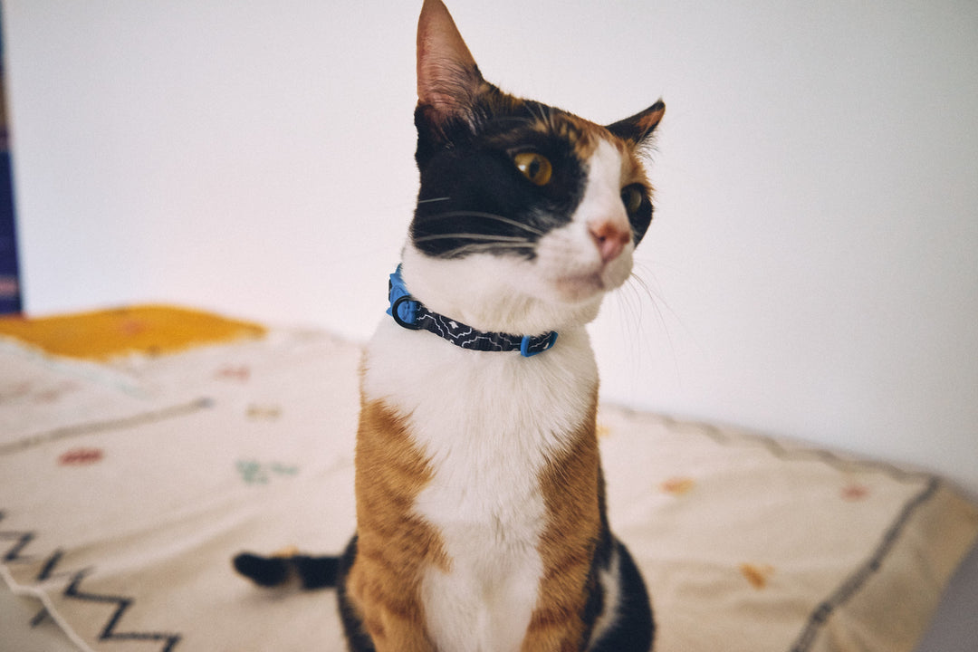 Zee.Cat - Mahleb Kedi Tasması