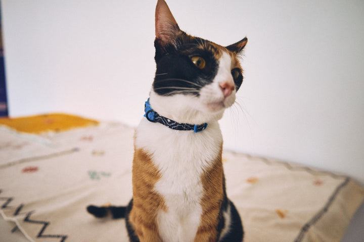 Zee.Cat - Mahleb Kedi Tasması