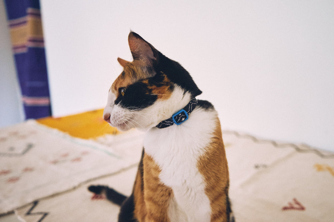 Zee.Cat - Mahleb Kedi Tasması