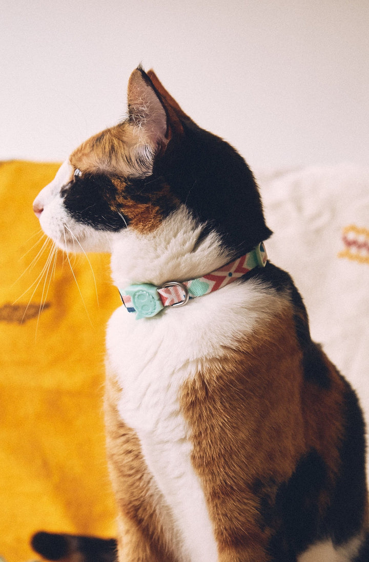 Zee.Cat - Marcuch Kedi Tasması
