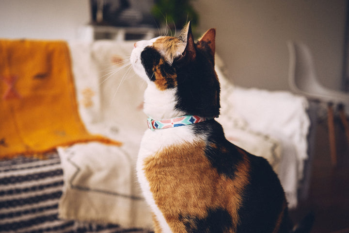 Zee.Cat - Marcuch Kedi Tasması