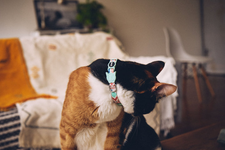Zee.Cat - Marcuch Kedi Tasması