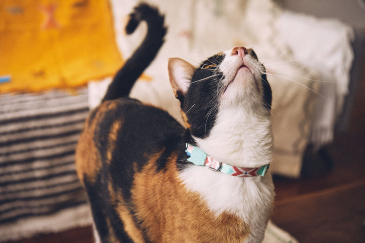 Zee.Cat - Marcuch Kedi Tasması