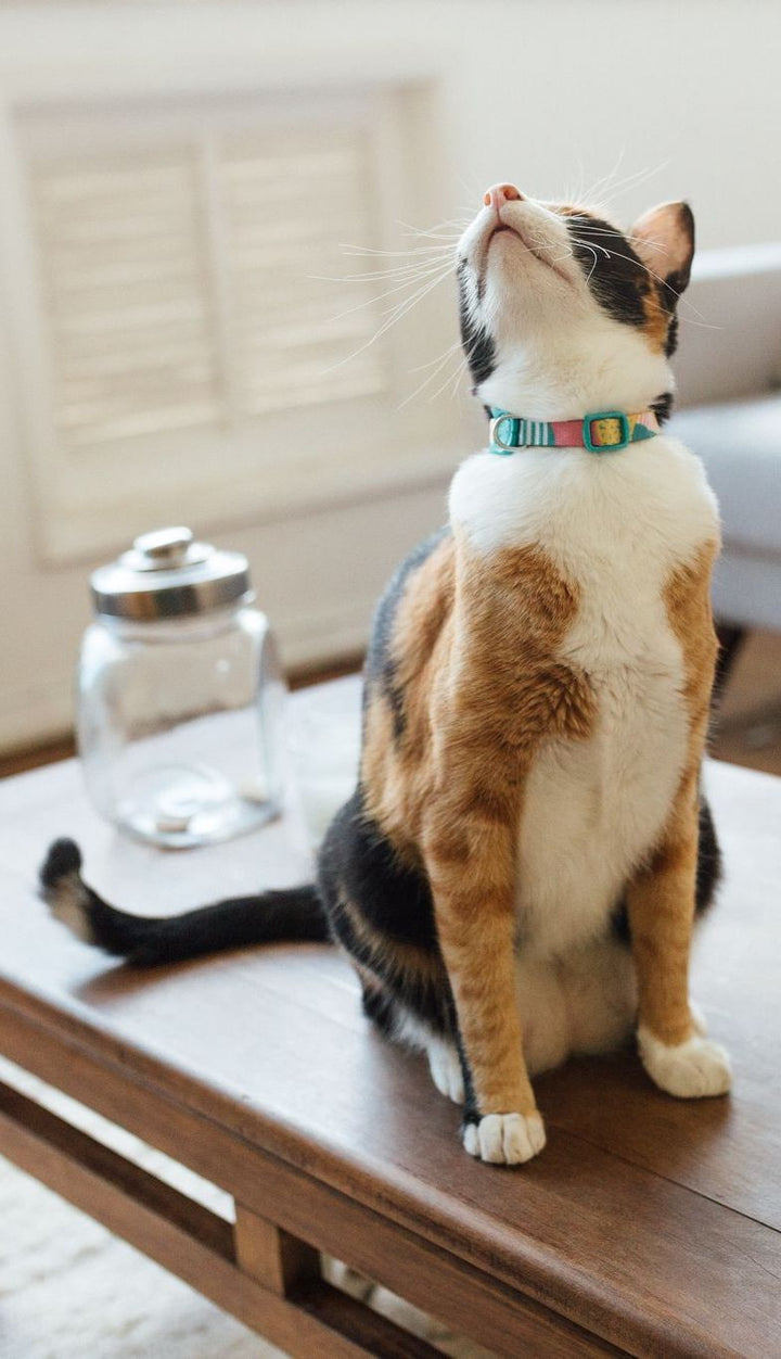 Zee.Cat - Salina | Kedi Tasması