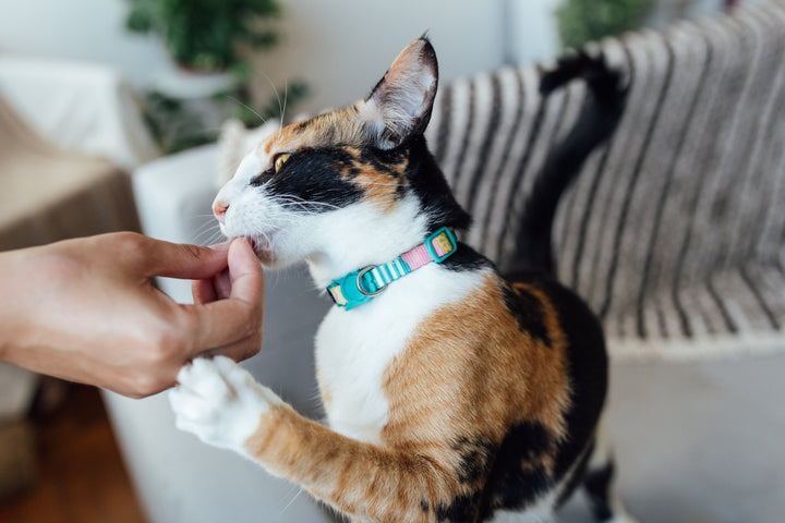 Zee.Cat - Salina | Kedi Tasması