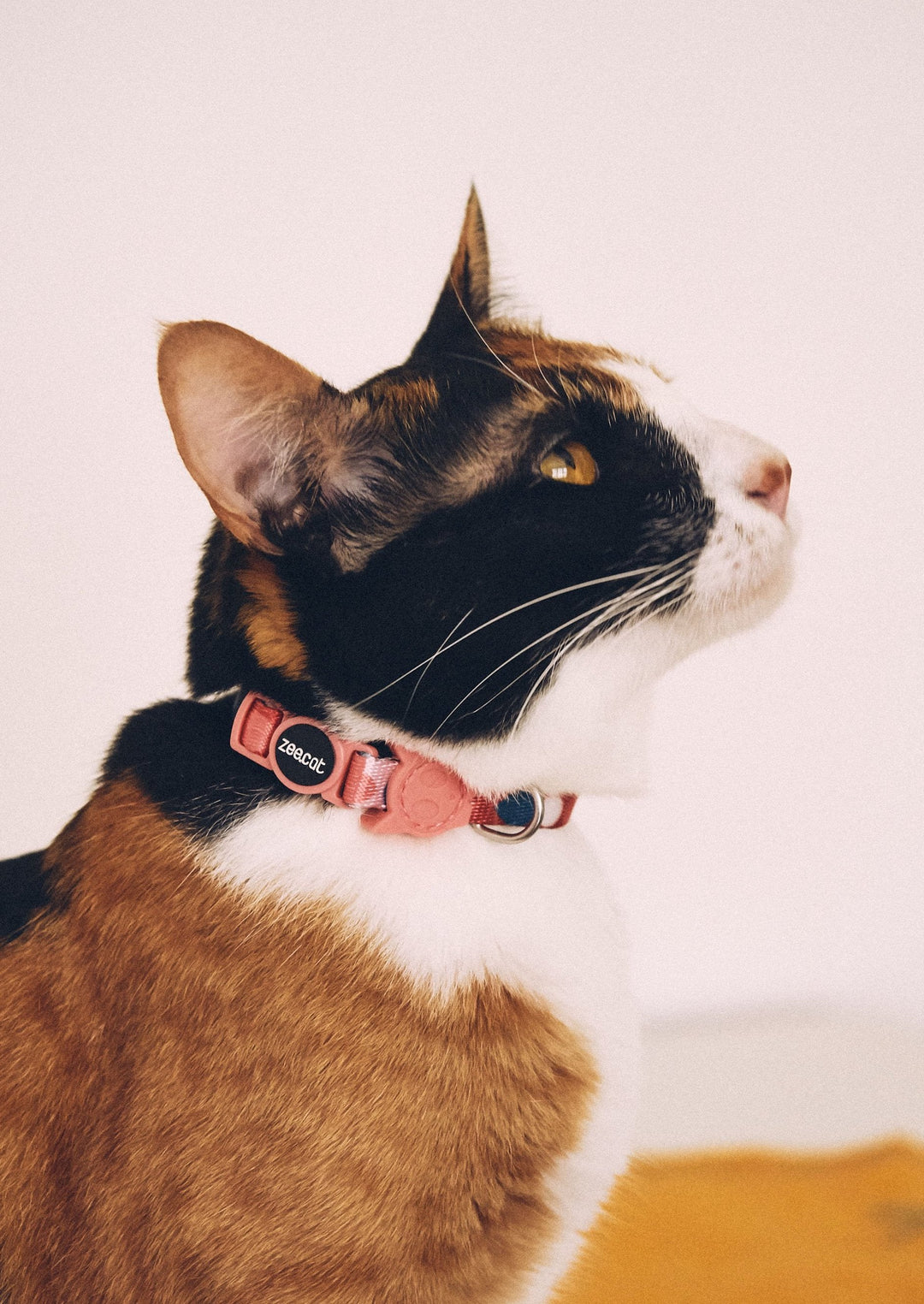Zee.Cat - Same Kedi Tasması