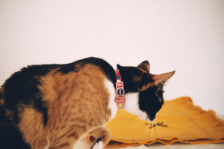 Zee.Cat - Same Kedi Tasması
