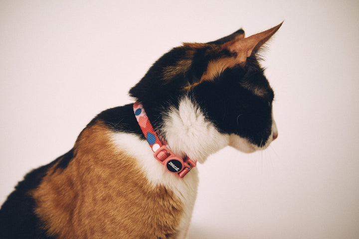 Zee.Cat - Same Kedi Tasması
