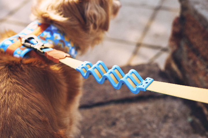Zee.Dog - Aziza Ruff Gezdirme Tasması