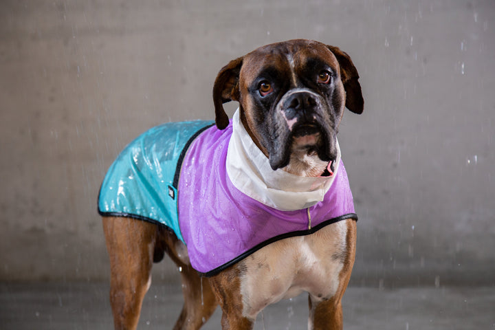 Zee.Dog - Bel Air Yağmurluk