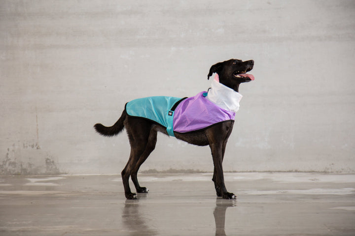 Zee.Dog - Bel Air Yağmurluk