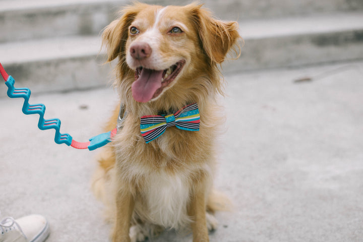 Zee.Dog - Brooklyn | Papyon