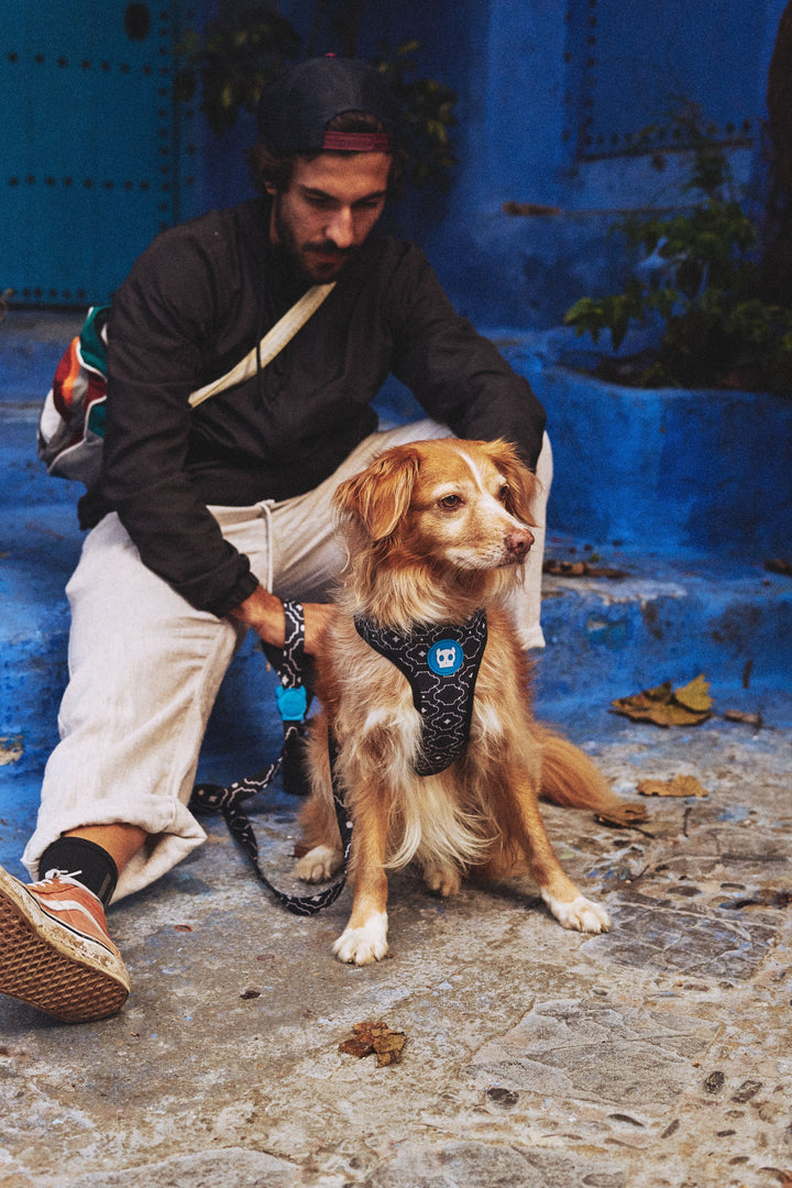 Zee.Dog - Mahleb Air Mesh Göğüs Tasması