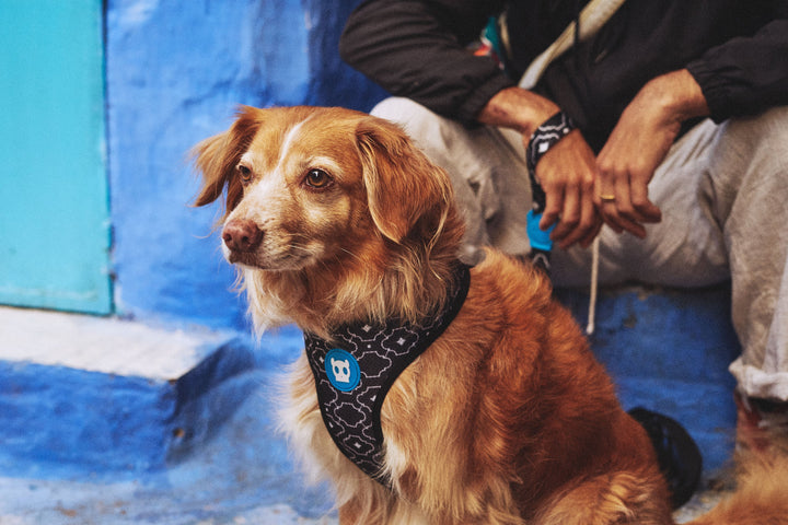 Zee.Dog - Mahleb Air Mesh Göğüs Tasması