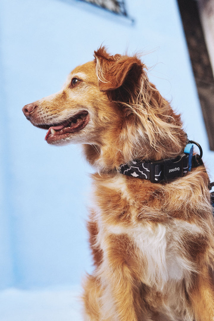 Zee.Dog - Mahleb Boyun Tasması