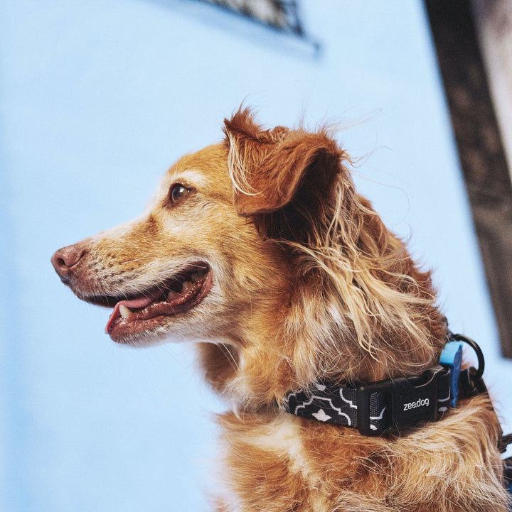 Zee.Dog - Mahleb Boyun Tasması
